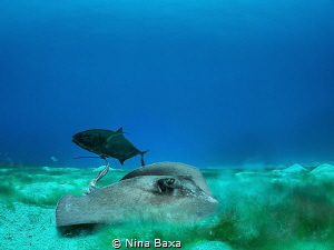 Partners - little male Southern Stingray and his Bar Jack... by Nina Baxa 
